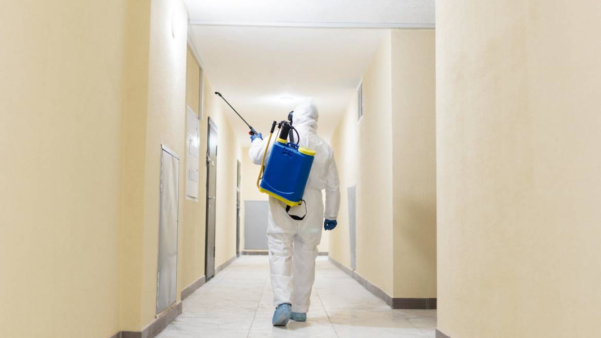 Building Pest Inspection on the Sunshine Coast for Renovators