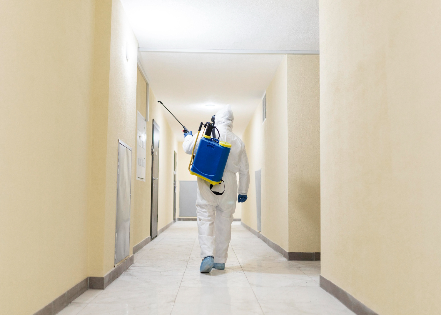 Building Pest Inspection on the Sunshine Coast for Renovators
