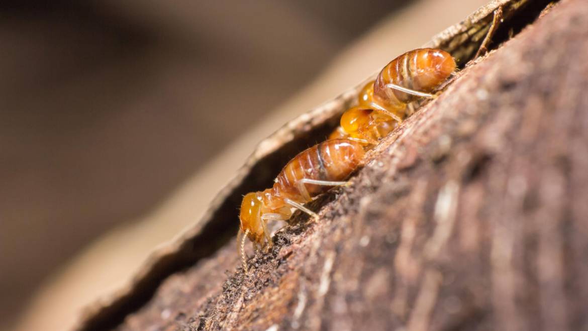 Questioning Termite Treatment on the Sunshine Coast for Renovations