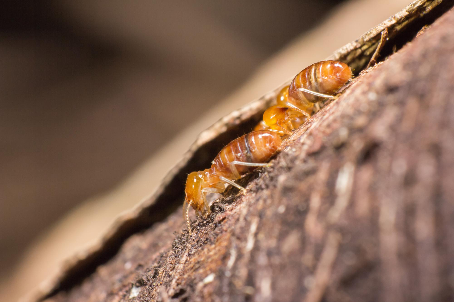 Questioning Termite Treatment on the Sunshine Coast for Renovations