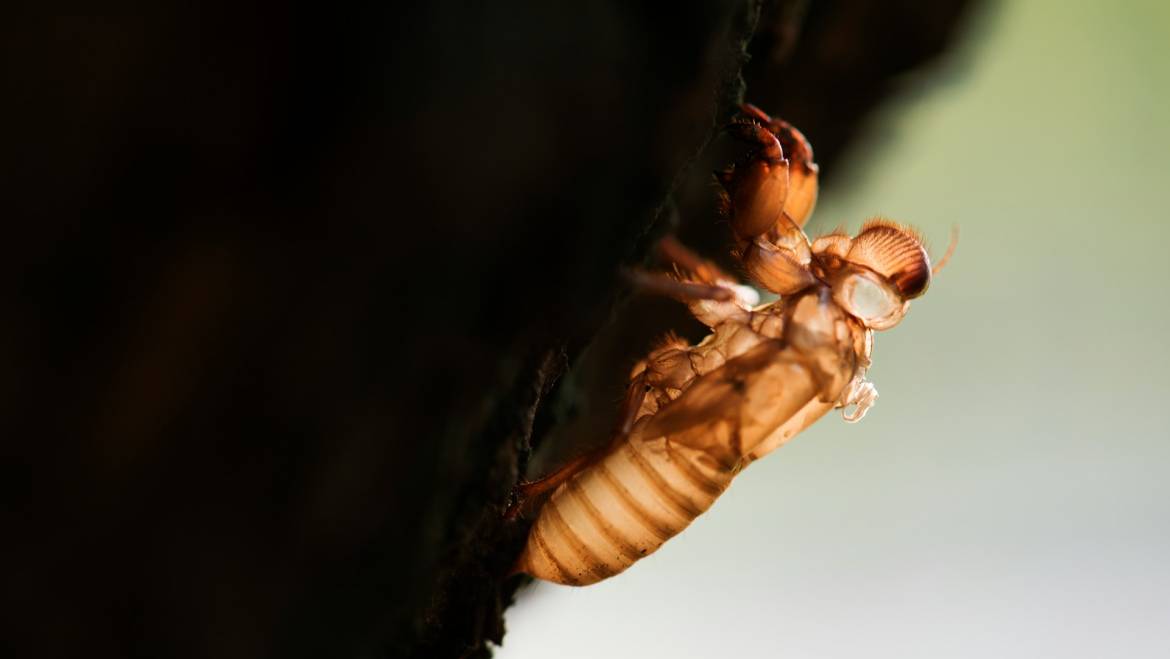 Inside Termite Barrier Installation on the Sunshine Coast