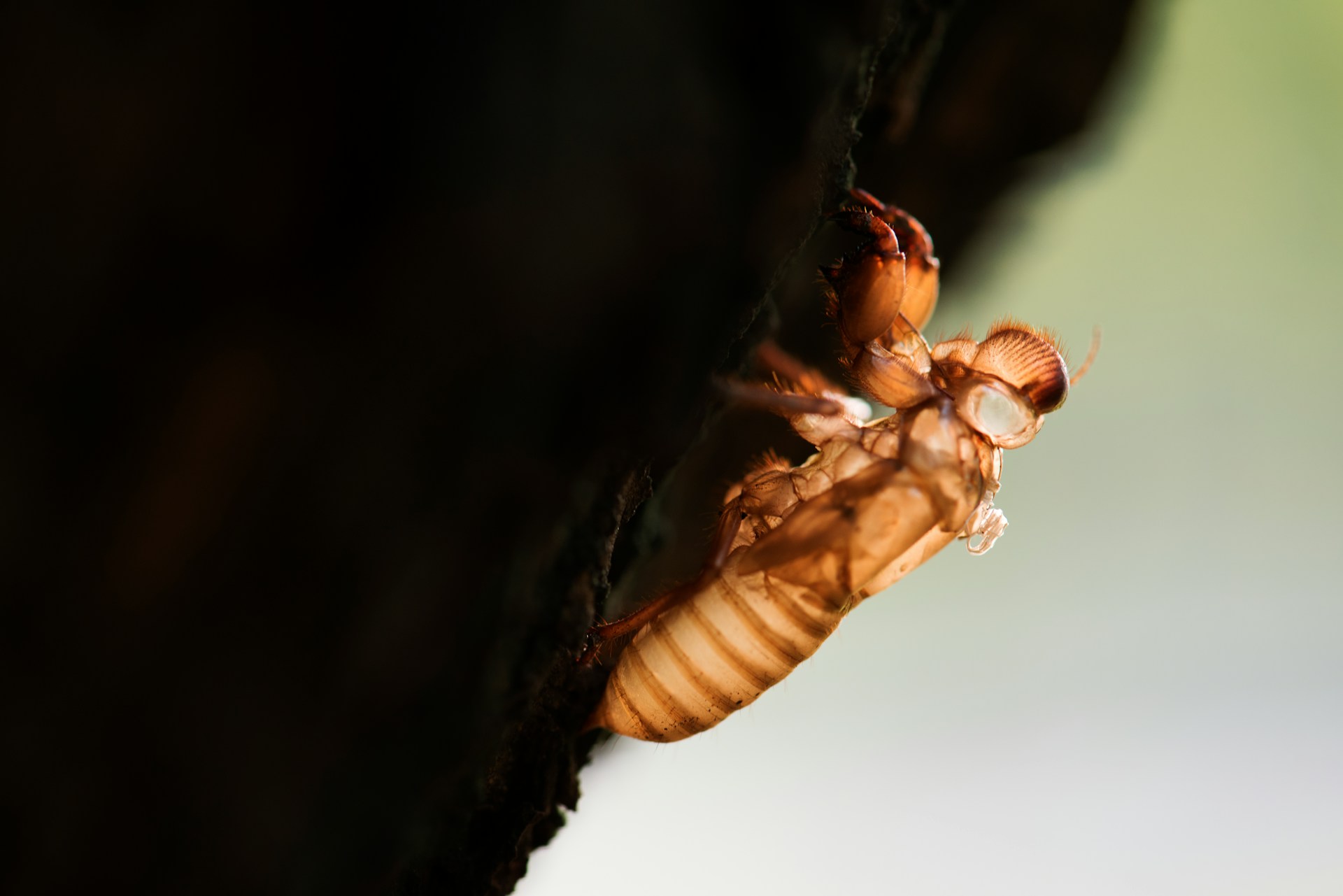 Inside Termite Barrier Installation on the Sunshine Coast