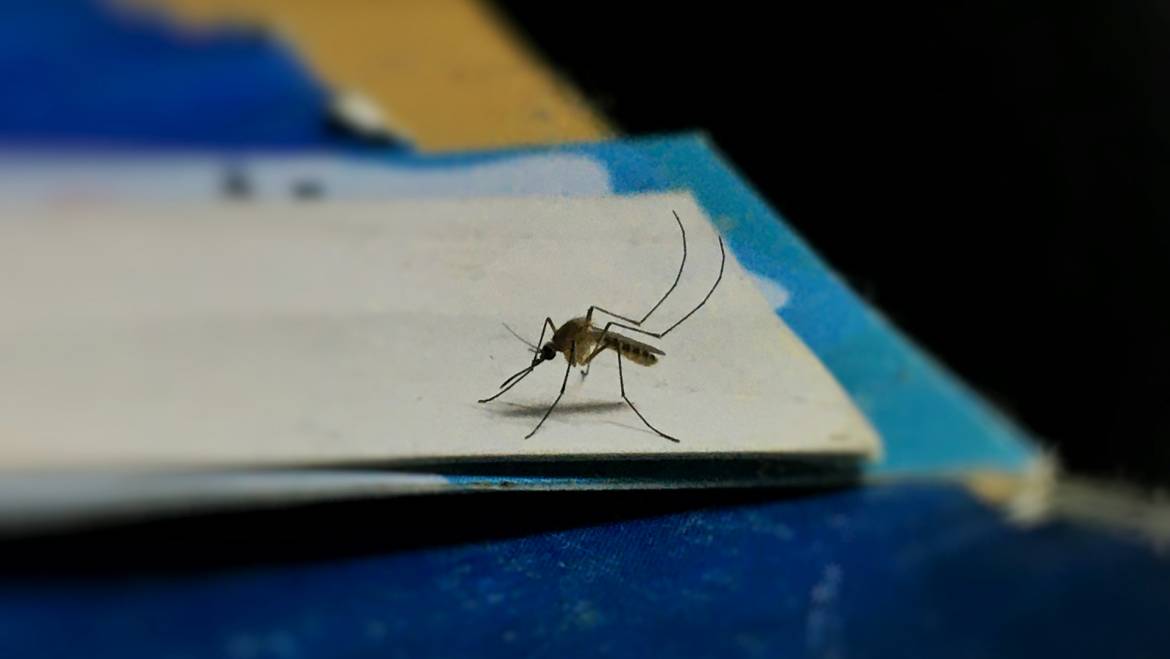 Managing Mosquito Control on the Sunshine Coast for Outdoor Entertaining
