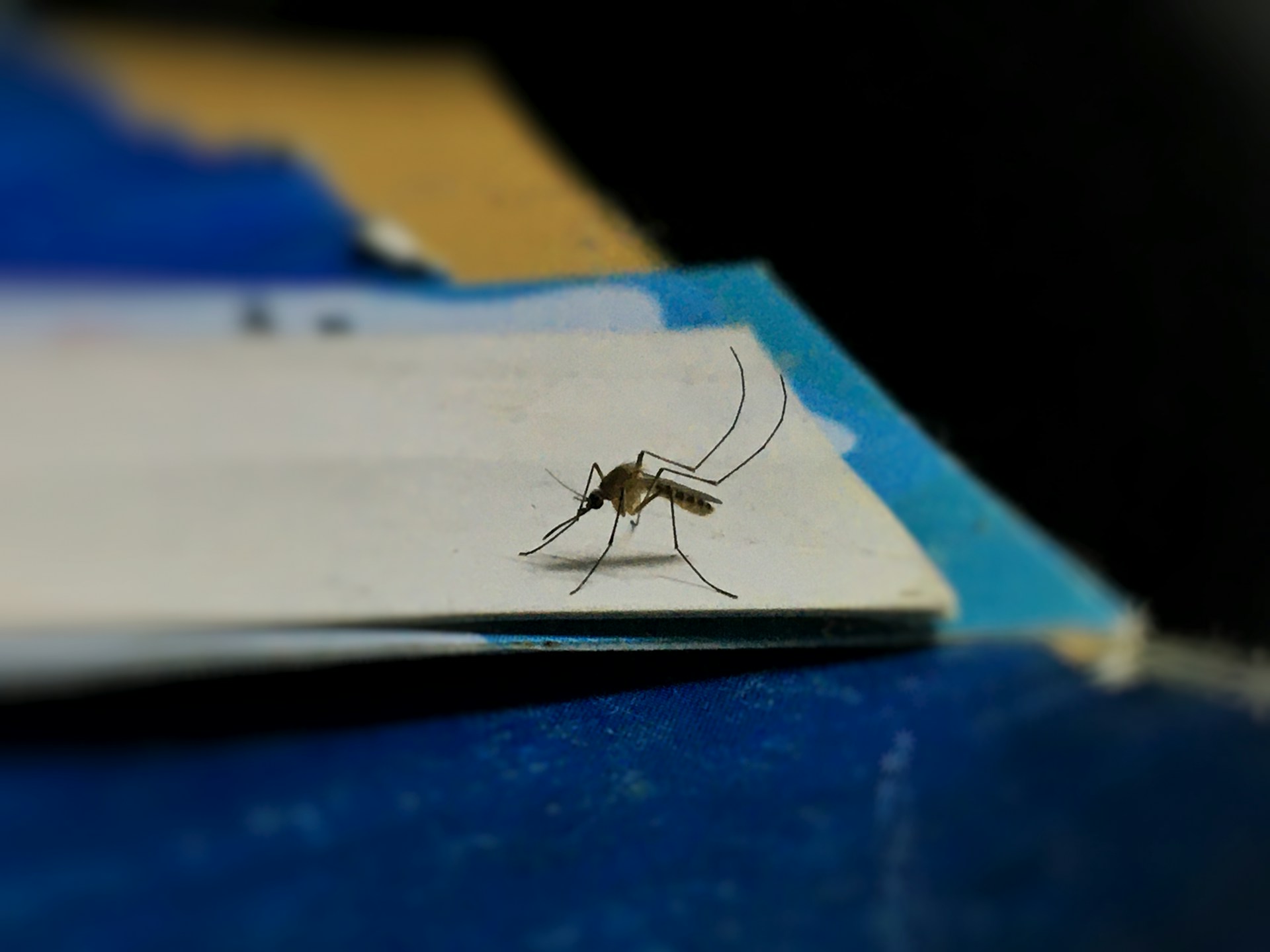 Managing Mosquito Control on the Sunshine Coast for Outdoor Entertaining