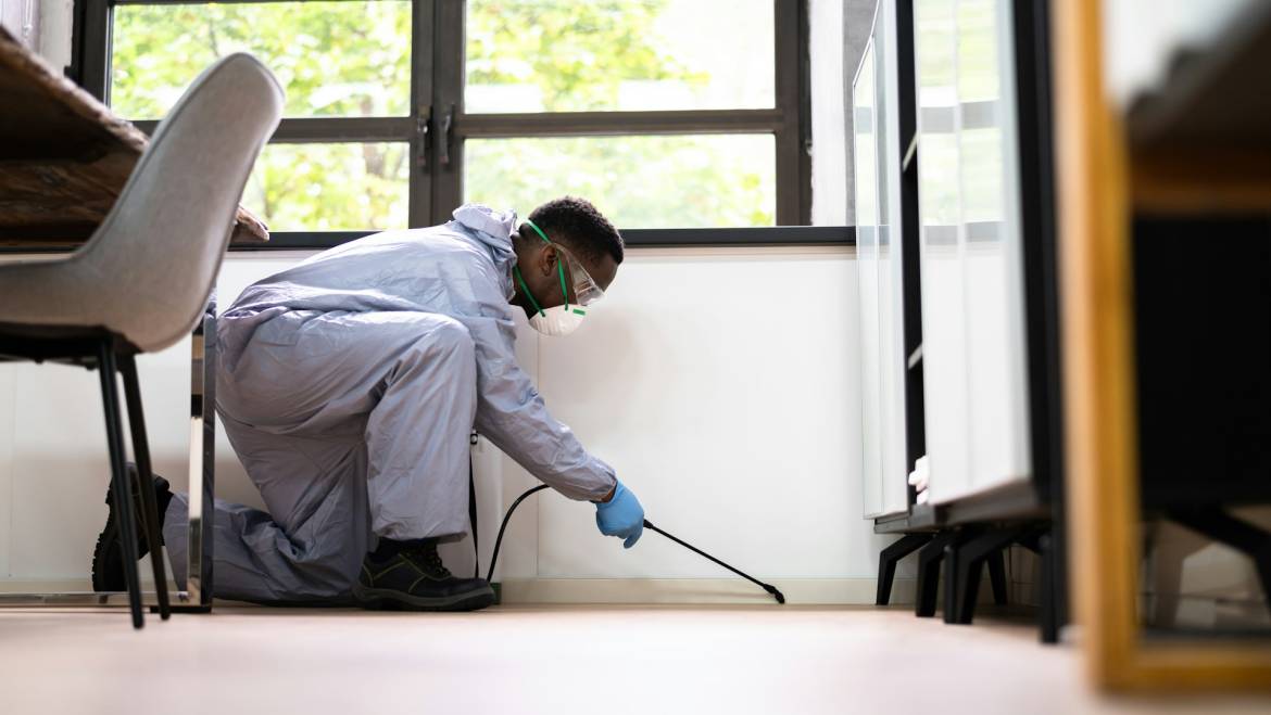 Emergency Pest Control on the Sunshine Coast for Holiday Lets