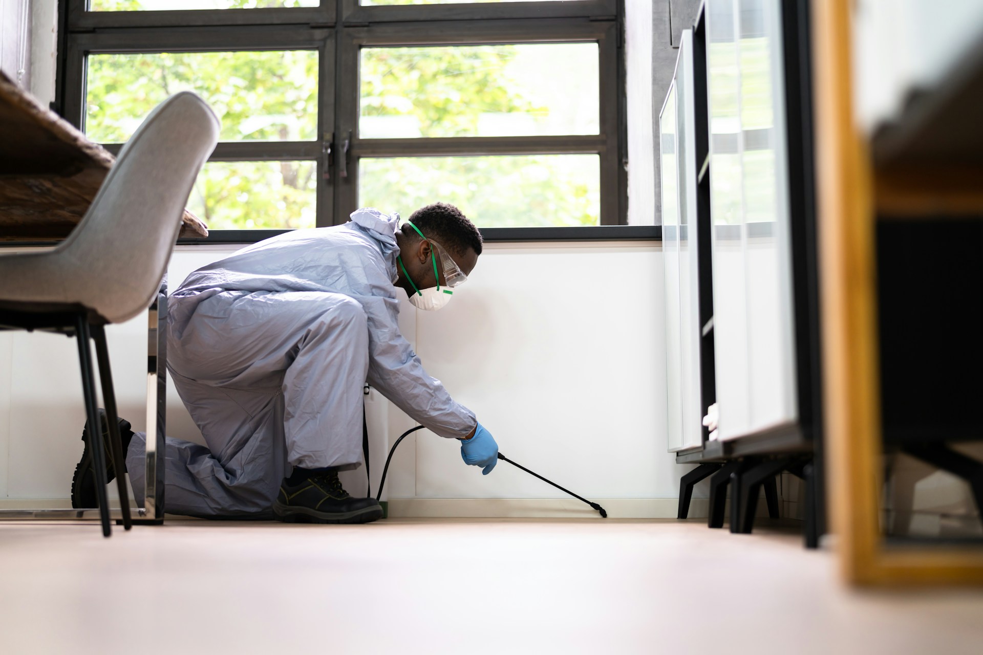 Emergency Pest Control on the Sunshine Coast for Holiday Lets