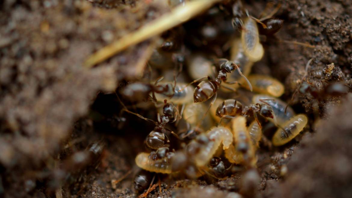 Seasonal Termite Inspections Sunshine Coast Homeowners Overlook