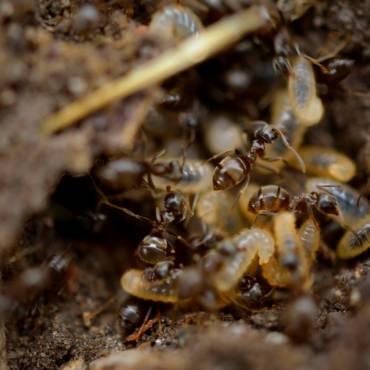 Seasonal Termite Inspections Sunshine Coast Homeowners Overlook