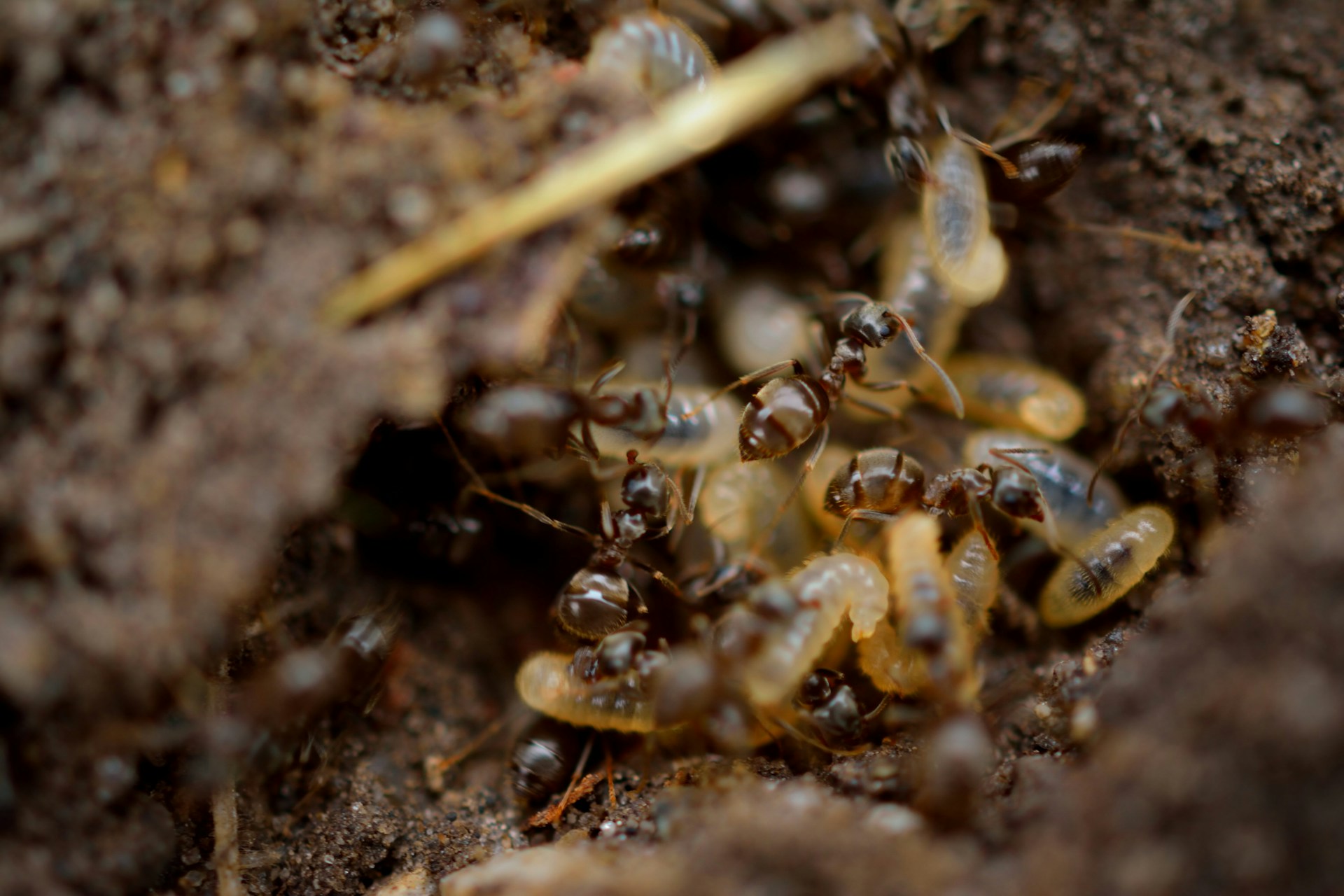 Seasonal Termite Inspections Sunshine Coast Homeowners Overlook