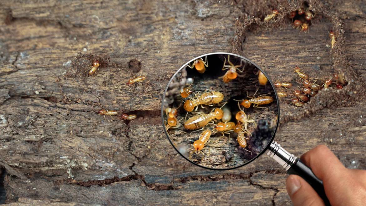 Hidden Termite Inspection Costs on the Sunshine Coast Explained