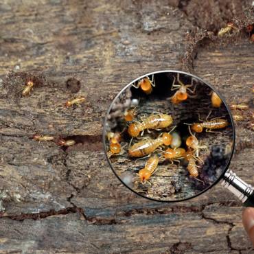 Hidden Termite Inspection Costs on the Sunshine Coast Explained