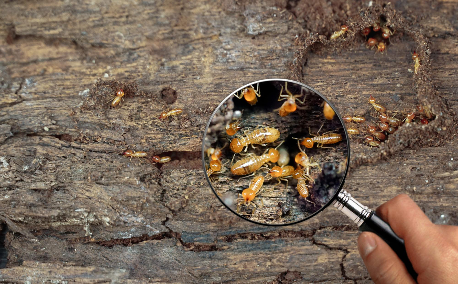 Hidden Termite Inspection Costs on the Sunshine Coast Explained